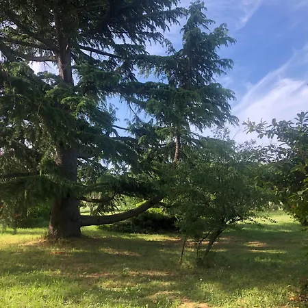 Appartamento Big Jungle